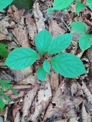 Schisandra chinensis
