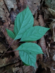Schisandra chinensis