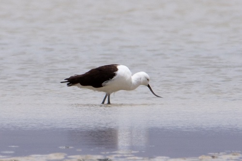 Andean Avocet