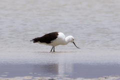 Recurvirostra andina