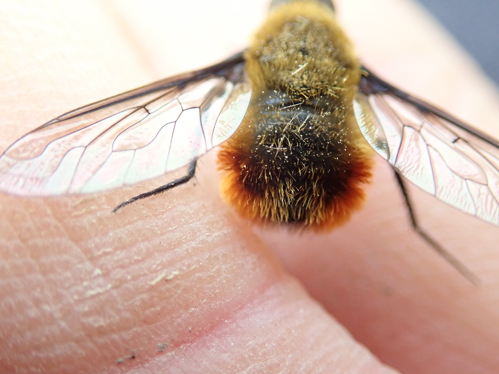 Tawny-tailed Bee Fly