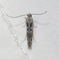 Batrachedra praeangusta