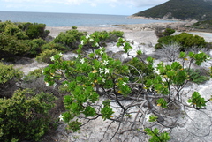 Anthocercis viscosa