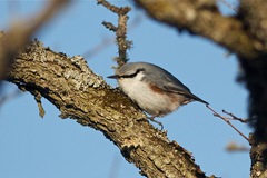 Sitta europaea clara