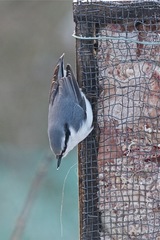 Sitta europaea clara