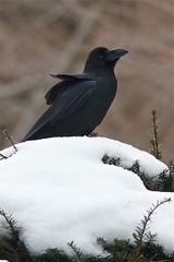 Corvus macrorhynchos