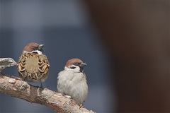 Passer montanus
