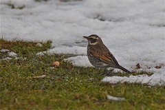 Turdus eunomus