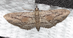 Eupithecia placidata