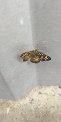 Phyciodes pallescens