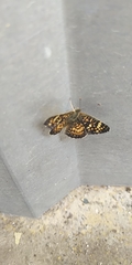 Phyciodes pallescens