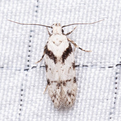 Pseudotelphusa palliderosacella