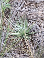 Argyroxiphium kauense