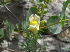 Antirrhinum siculum