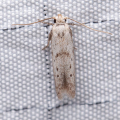 Hypatopa punctiferella