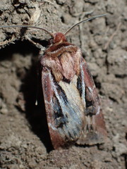 Agrotis vancouverensis