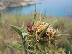 Carpocoris mediterraneus