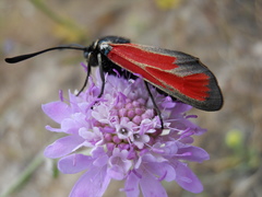 Zygaena erythrus