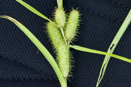 Frank's sedge (Carex frankii)
