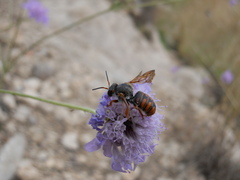 Rhodanthidium
