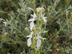 Teucrium fruticans