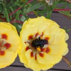 Melissodes bimaculatus