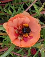 Melissodes bimaculatus