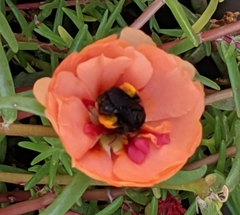 Melissodes bimaculatus