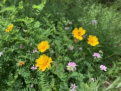 Coreopsis auriculata