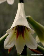 Cardiocrinum giganteum