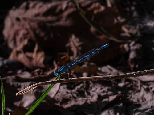 Common Blue Damselfly
