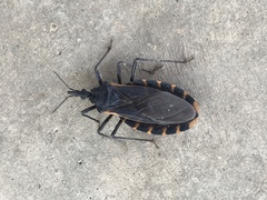 Triatoma gerstaeckeri