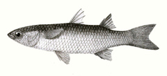 Largescale Mullet photo 5