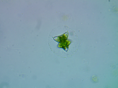 Staurastrum avicula lunatum