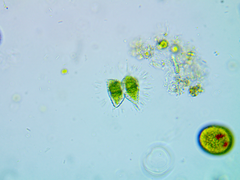 Staurastrum avicula lunatum