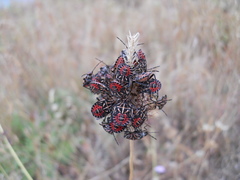 Codophila varia