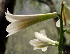 Cardiocrinum giganteum