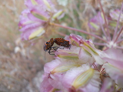 Graphosoma lineatum siciliensis
