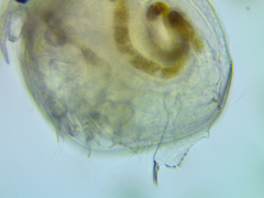 Chydorus sphaericus