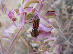 Graphosoma lineatum siciliensis
