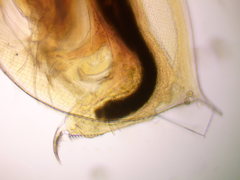 Daphnia curvirostris