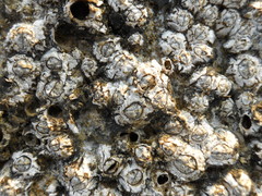 Chthamalus stellatus