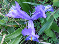 Iris planifolia