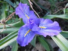 Iris planifolia