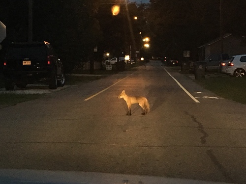 Red Fox photographed in Louisiana