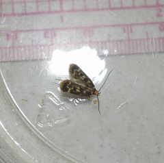 Martyringa latipennis