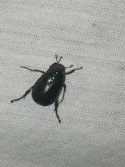 Paranomala cincta