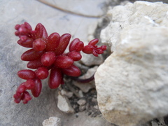 Sedum caeruleum
