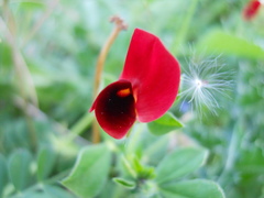 Lotus tetragonolobus