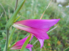 Gladiolus italicus